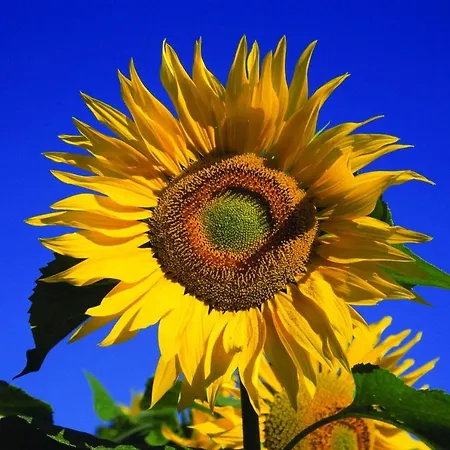 Fletcher Restaurant De Geulvallei Otel Valkenburg aan de Geul